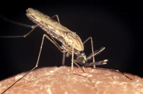 Free picture: anopheles, gambiae, mosquito, malaria, vector, parasite, disease