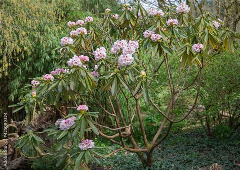 Rhododendron calophytum, the beautiful face rhododendron, an evergreen ...