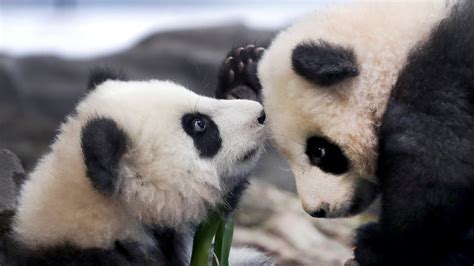 Berlin zoo’s panda twins take their 1st public tumbles | News 4 Buffalo