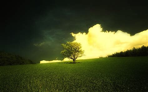 Free Nature Spring WallpaperWallpaper Background Wallpaper Background