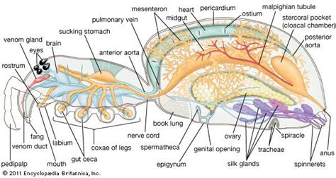 Arachnid - External features | Britannica.com