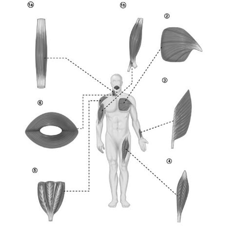 11.1 Fascicle Arrangement Diagram | Quizlet