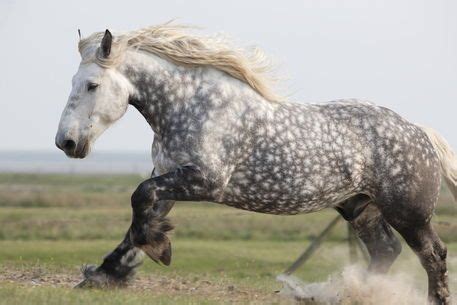 Percheron with snowflake pattern. Had one of these at the barn. He's ...