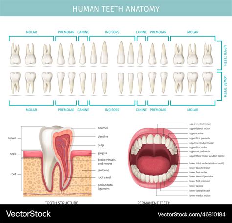 Human teeth anatomy Royalty Free Vector Image - VectorStock