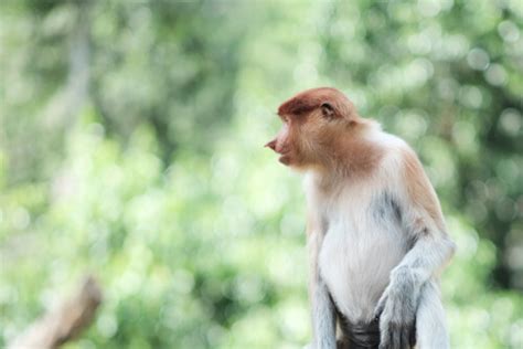 Proboscis Monkey - Facts and Beyond | Biology Dictionary