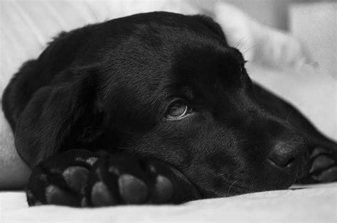 Dog Poisoning - Symptoms and First Aid