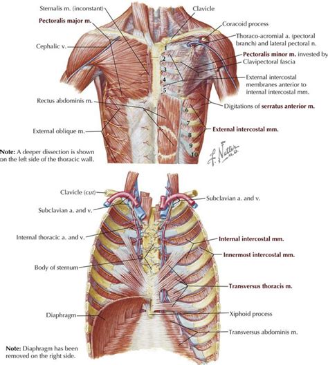 Anatomy Of Chest Wall Male Anterior Thoracic Wall Chest Muscles ...