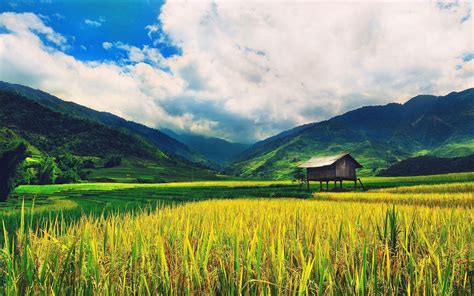 Rice Field Wallpapers - Top Free Rice Field Backgrounds - WallpaperAccess