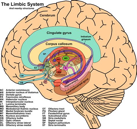 1000+ images about Limbic system on Pinterest