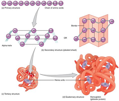 2.23 Protein Structure | Nutrition Flexbook