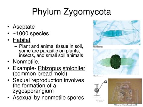 Phylum Zygomycota Examples