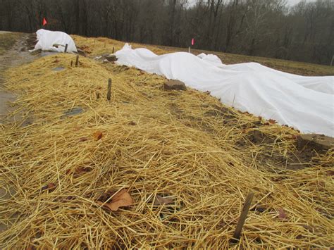 Strawberry Winter Protection: Straw Mulch vs. Row Covers | Purdue University Vegetable Crops Hotline