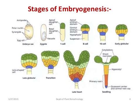 Embryogenesis 27 mar 15