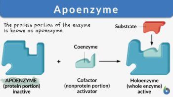 Apoenzyme - Definition and Examples - Biology Online Dictionary