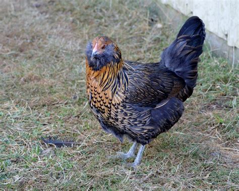 Easter Egger bantam | BackYard Chickens - Learn How to Raise Chickens