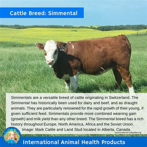 Simmentals are a versatile breed of cattle originating in Switzerland. The Simmental has ...