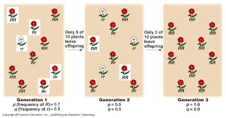 Topic 10.3: Gene Pools and Speciation - AMAZING WORLD OF SCIENCE WITH MR. GREEN