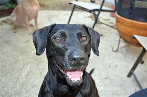 Doberdore 101: Lab X Doberman Mixed Breed Dog