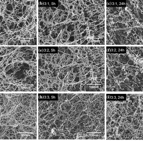 SEM images of cellulose chemical gels crosslinked by TEOS with... | Download Scientific Diagram