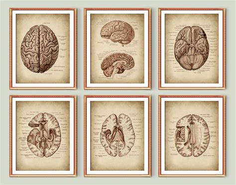 Brain Anatomy Poster Set 6 Human Brain Structure Neurology - Etsy