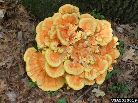 sulfur shelf (Laetiporus sulphureus)