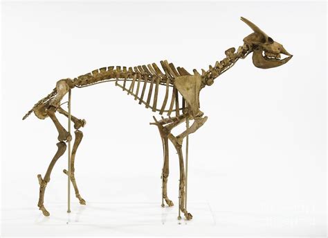 Myotragus Antelope Skeleton Photograph by Natural History Museum, London