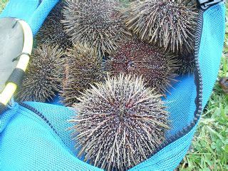 KINA is the Maori name for the local sea-urchin. Under the spines the ...