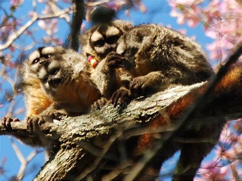 Owl Monkeys Don’t Cheat, Penn Study Shows; Intense Fathering Plays a Role | Penn News