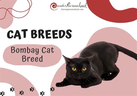 Unveiling Bombay Cat Breed: Black Beauty With A Gentle Soul