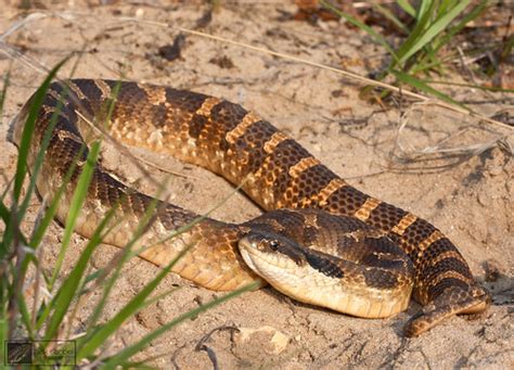 The Herping Michigan Blog: My Summer