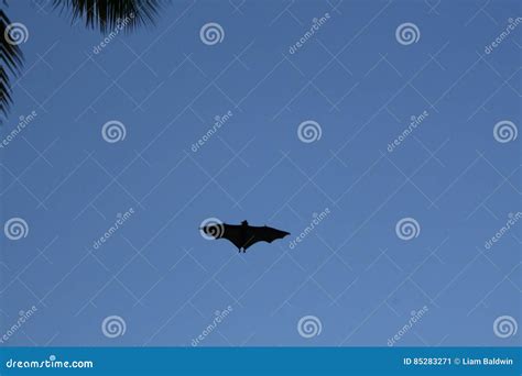 Fruit Bat stock image. Image of fruit, flight, silhouette - 85283271