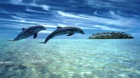 Dolphin dreams ♫ Melody oceans ♫ | Dolphins, Dolphin images, Relaxing music