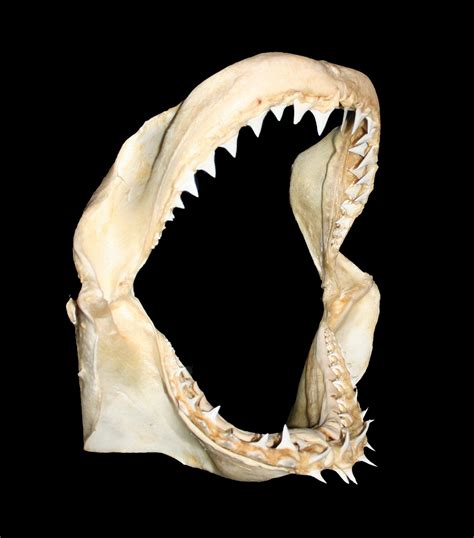 Extant Carcharodon carcharias (Great White Shark) jaw - General Fossil Discussion - The Fossil Forum