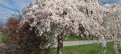 Weeping Cherry Tree Care and Pest Control | DoItYourself.com