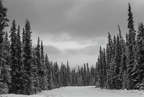 Yukon Trail Photograph by Rob Andrus - Fine Art America