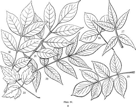 Vintage Leaves Illustration - Line Art! - The Graphics Fairy