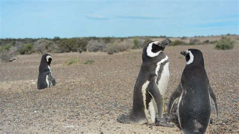 Argentina: Bulldozer crush 292 Penguin chicks to build road - World News