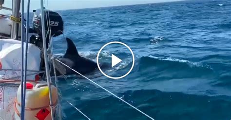 Video Shows Orcas Damaging a Boat in Spain - The New York Times