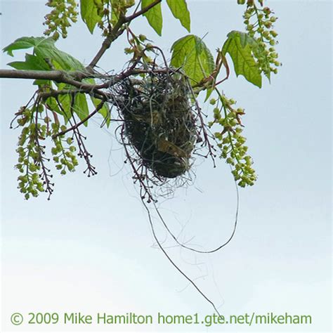 Bullock's Oriole Weaves a Nest | BirdNote