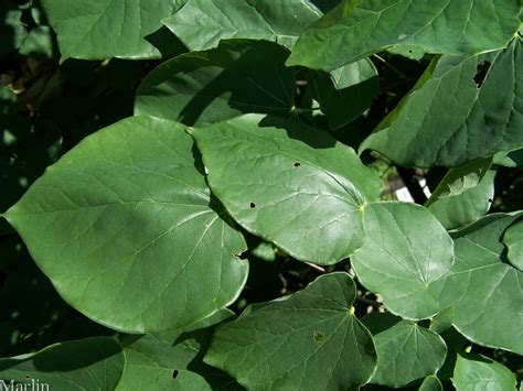 Texas Redbud - Cercis canadensis 'Texensis' - North American Insects & Spiders