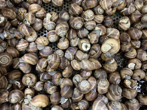 Edible Snails in the Supermarket Snails Background Stock Photo - Image ...