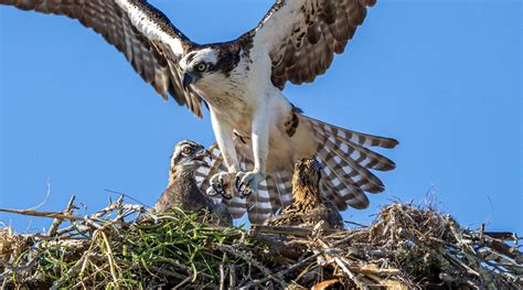 Osprey - Gulf Islands National Seashore (U.S. National Park Service)