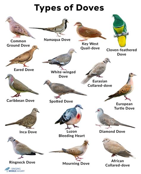 Doves: List of Types With Pictures