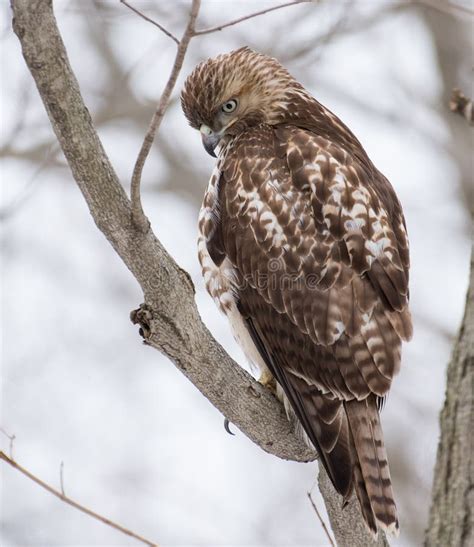 Red Tailed Hawk Portrait stock photo. Image of florida - 112530936