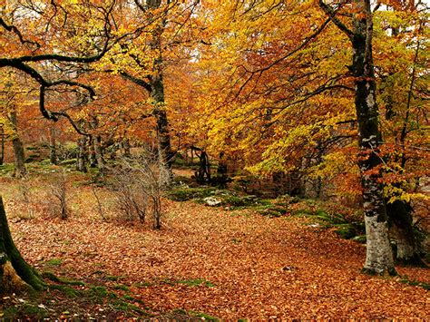 Fonds d'ecran Saison Automne Forêts Nature télécharger photo