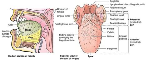 TONGUE - Focus Dentistry