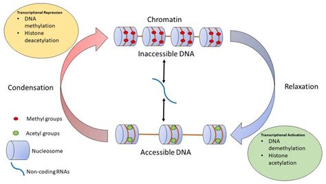 IJMS | Free Full-Text | Chemosensory Ability and Sensitivity in Health ...