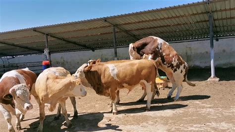 Bulls & Cows Best Farming - New Bulls Meet Cows First Time #17 - YouTube