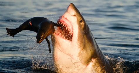 Beware of the Shark-Infested Waters of Northern California's Infamous ...