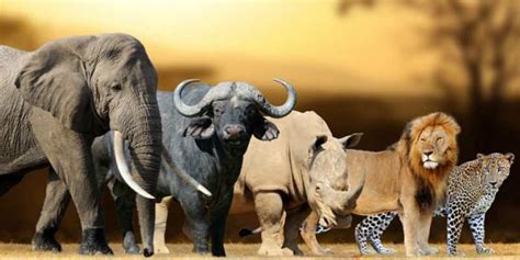 Facts About The Big Five Animals In Kenya